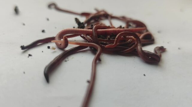 Close-up view of earthworms moving across a plain-colored surface, featuring a natural blur effect. The worms writhe and intertwine, with soil particles clinging to their segmented bodies.