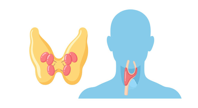 Human thyroid and parathyroid gland anatomy medical diagram.