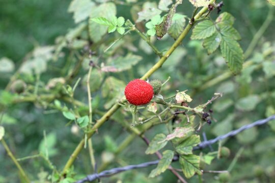 planta fruta amora vermelha - Rubus rosifolius 