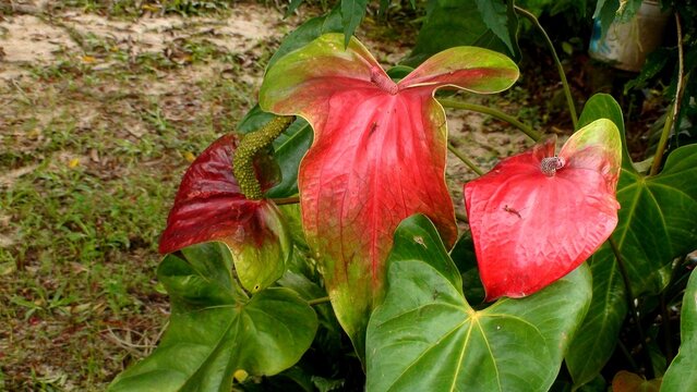 planta ant&uacute;rio, - Anthurium 