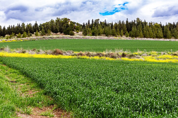 Israel. Early spring, © Kushnirov Avraham
