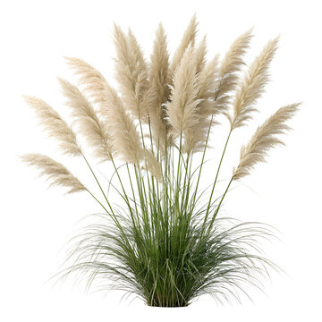 Fluffy Dried Pampas Grass Plumes with Green Leaves Isolated on Solid White Background