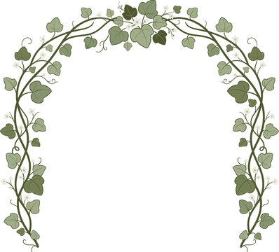 Elegant decorative arch made of green ivy leaves and climbing vines on white background.