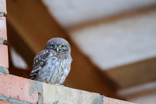 Wildlife shot of a juvenile little owl (Athene noctua) perched on a brick wall and looking directly at the camera lens. High-quality photography with copy space.