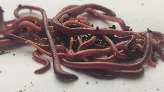 Close-up view of earthworms moving across a plain-colored surface, featuring a natural blur effect. The worms writhe and intertwine, with soil particles clinging to their segmented bodies.