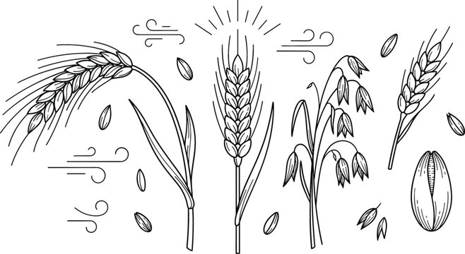 Agricultural cereal crops wheat barley rye and oats ears vector line art engraving illustration