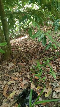 Traditional agriculture worker collecting nutmeg harvest under a shady tree