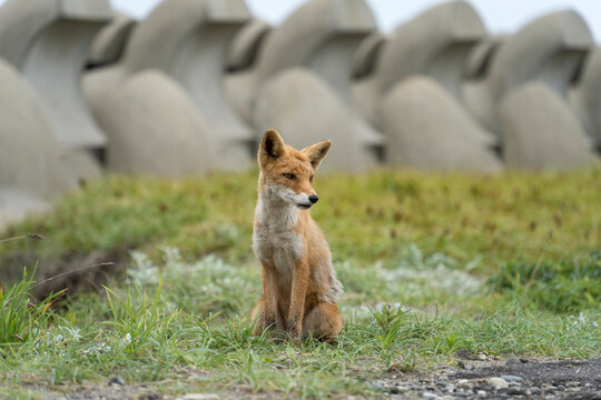 野付半島のキタキツネ