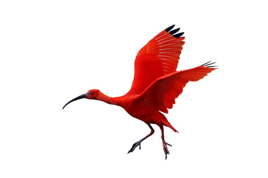The beautiful Scarlet Ibis is flying isolated on transparent background.