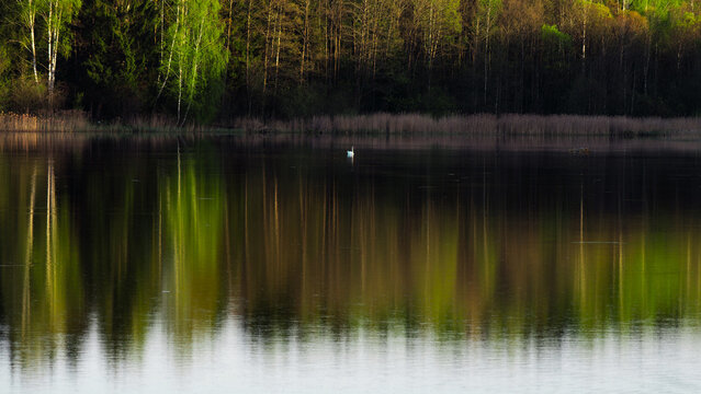 Reflection of the  forest int the lake and a swan on water surface