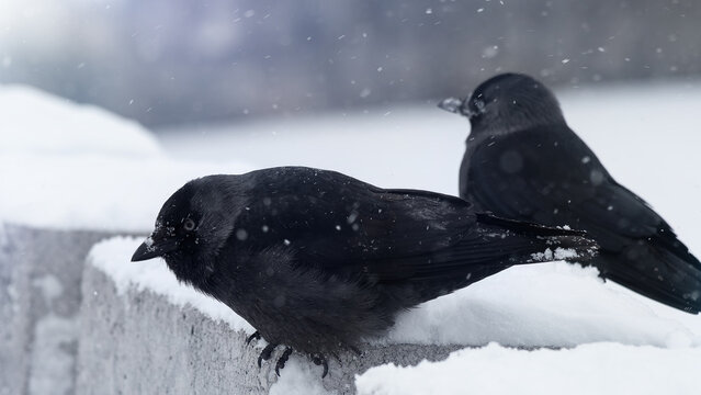Couple of jackdaws crows on the snow in the winter seating
