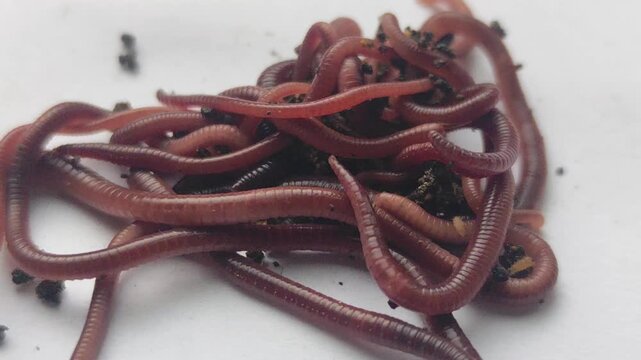 Close-up view of earthworms moving across a plain-colored surface, featuring a natural blur effect. The worms writhe and intertwine, with soil particles clinging to their segmented bodies.
