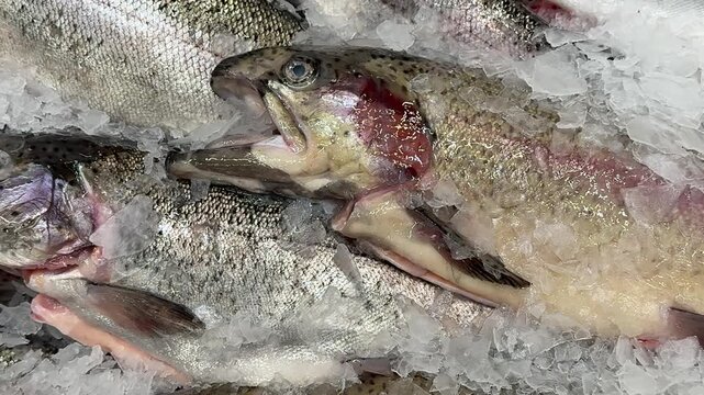Fresh Atlantic trout on crushed ice, whole fish lined on stainless counter, silvery scales glinting, pink gills exposed, cold