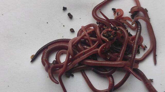 Close-up view of earthworms moving across a plain-colored surface, featuring a natural blur effect. The worms writhe and intertwine, with soil particles clinging to their segmented bodies.