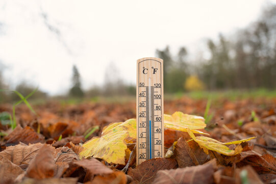 Autumn season, weather forecast, cold rainy day, thermometer with foliage, measure the temperature in fall, climate and environment