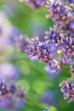 Wundersch&ouml;ner bl&uuml;hender Lavendel