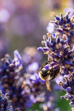 Wundersch&ouml;ner bl&uuml;hender Lavendel