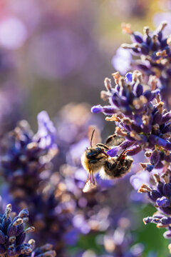 Wundersch&ouml;ner bl&uuml;hender Lavendel