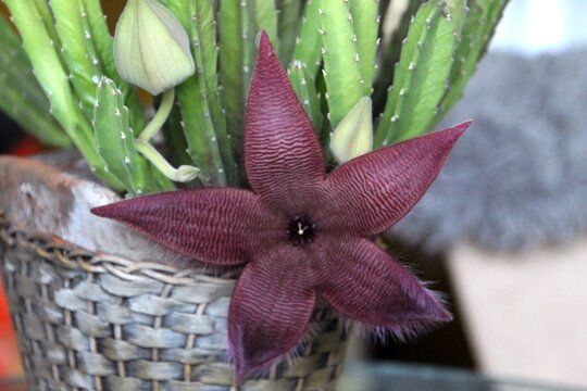 planta flor cacto - Cactus