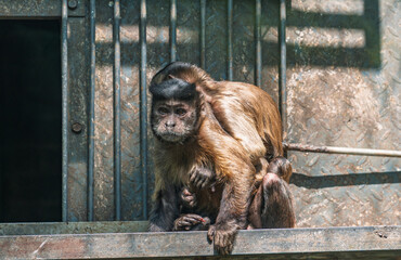 Brown capuchin monkey mother and baby sit together in a metal barred zoo habitat under daylight © Evgenii Bakhchev