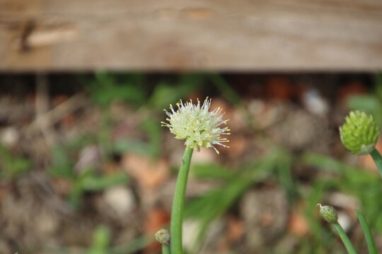 planta flor cebolinha - Allium schoenoprasum
