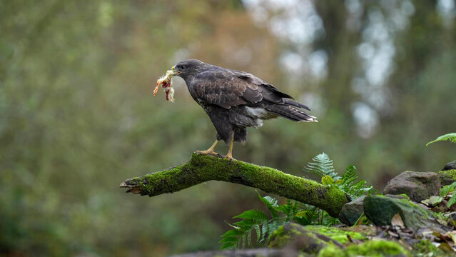 Common Buzzard (Buteo buteo) perched on moss-covered branch holding prey in beak, Staffordshire woodland, England