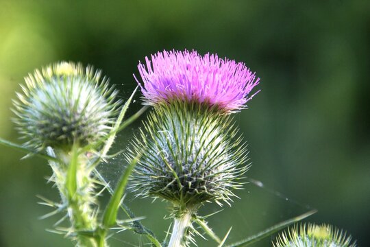 planta flor cardo roxo - Cirsium vulgare   