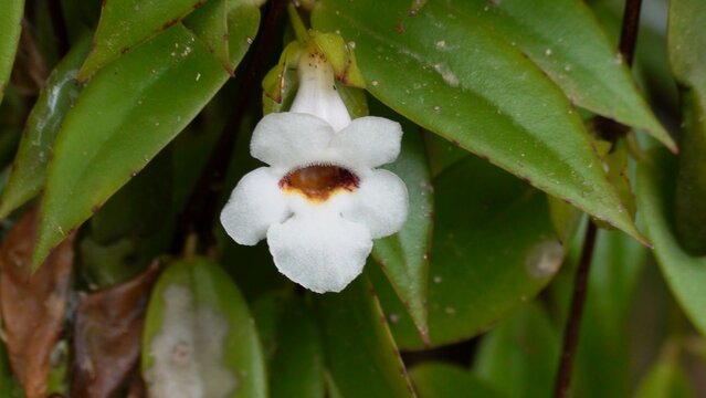 planta flor Codonanthe gracilis  