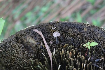 planta cogumelo © oscaryoshinori