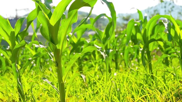 Young green corn seedling growing in irrigated furrow on farmland, agriculture