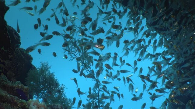 Vast shimmering multitude of fish elegantly dances through clear blue waters of Fiji. This lively underwater world teems with marine creatures like nurse sharks and remoras among vibrant corals.