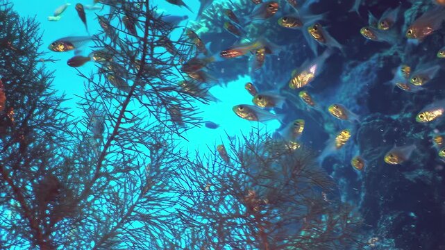 A grand nurse shark glides gracefully with its remora companions amidst a swirling school of shimmering fish. This enchanting spectacle unfolds within the crystal-clear, sunlit reef waters of Fiji.