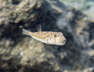 fish on the hook © paolo