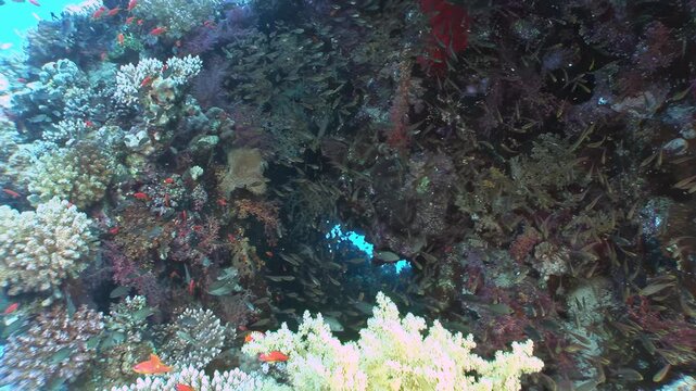 Witness an enchanting underwater spectacle in Fiji. Nurse sharks gracefully share their vibrant coral reef home with remora fish and a vast, shimmering school of small fish. A stunning ocean moment.