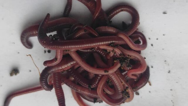 Close-up view of earthworms moving across a plain-colored surface, featuring a natural blur effect. The worms writhe and intertwine, with soil particles clinging to their segmented bodies.