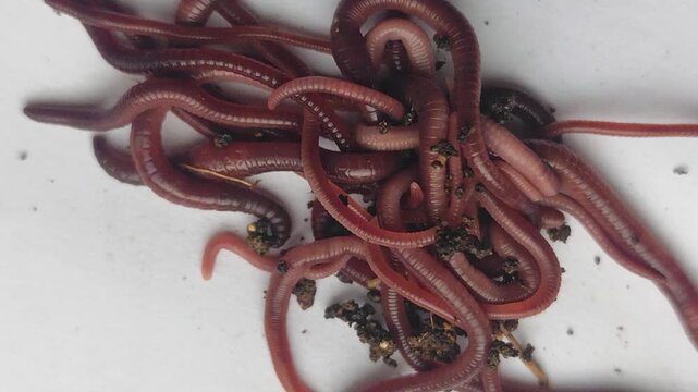 Close-up view of earthworms moving across a plain-colored surface, featuring a natural blur effect. The worms writhe and intertwine, with soil particles clinging to their segmented bodies.