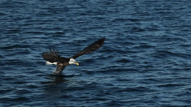 Bald Eagle snatching fish from blue water, slow motion