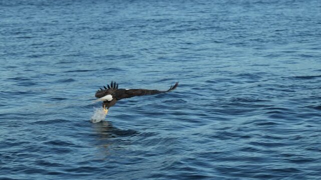 Bald Eagle catching fish, blue water, slow motion