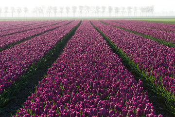 A wide-angle view of a vast purple tulip field in the Netherlands. Rows of flowers lead to a misty horizon with trees. Perfect for spring travel and nature themes. © marcodenaro