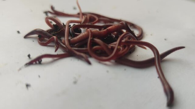 Close-up view of earthworms moving across a plain-colored surface, featuring a natural blur effect. The worms writhe and intertwine, with soil particles clinging to their segmented bodies.