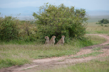 Cheetah roams through its territory © Herbert