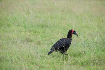 birds of Africa Southern Ground Hornbill, © Herbert