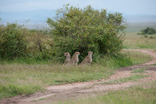 Cheetah roams through its territory