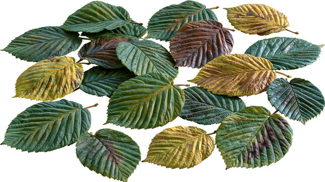 Collection of textured artificial green and yellow autumn leaves
