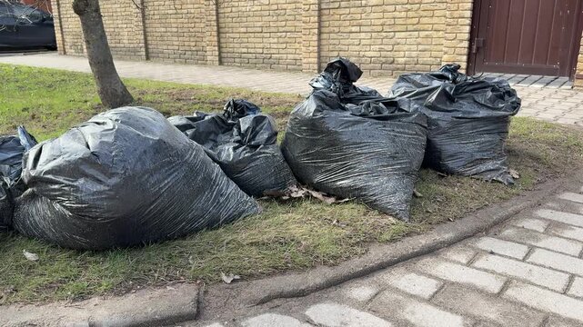 Black garbage bags on lawn, piled along cobblestone path under small tree by cottage, overflowing plastic sacks with yard waste