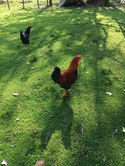 free range chicken © adan