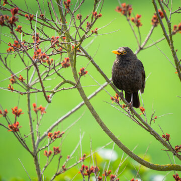 Eingebettet in ein filigranes Netzwerk aus zarten Zweigen und leuchtend roten Knospen thront diese Amsel mit ihrem markanten gelben Schnabel wie ein kleiner Edelstein. Der strahlend gr&uuml;ne Hintergrund 