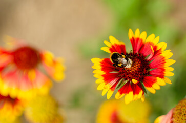 Buff-tailed bumblebee collecting nectar on colorful blanket flower with copy space © TetiKam