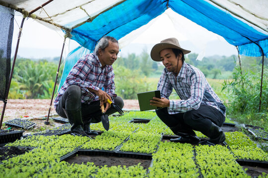 Farmers Using Digital Tablet to Monitor Vegetable Seedlings in Greenhouse Nursery