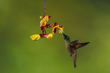 Obraz premium Male fawn-breasted brilliant feeding from Mysore trumpetvine